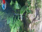 2 guppies, Dieren en Toebehoren, Vissen | Aquariumvissen, Vis