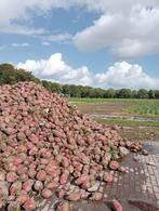 voederbieten, Ophalen, Vee