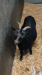 Fokgeitje, Dieren en Toebehoren, Schapen, Geiten en Varkens, Vrouwelijk, Geit