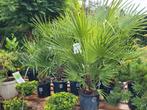 Humilis palm dwergpalm, 100 tot 250 cm, Zomer, Palmboom, Ophalen