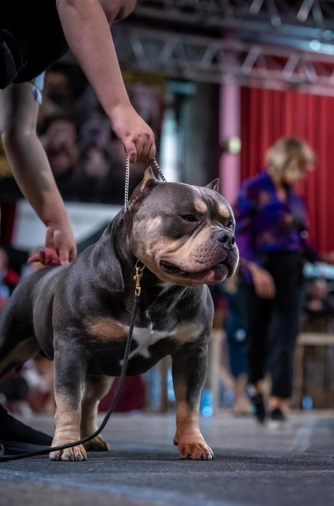 American bully pocket dekreu aangeboden, Dieren en Toebehoren, Honden | Dekreuen, Reu, Particulier, Eén hond, Nederland, 1 tot 2 jaar