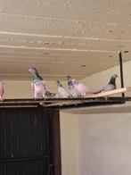 Pakistaanse hoogvliegers, Dieren en Toebehoren, Vogels | Duiven, Meerdere dieren