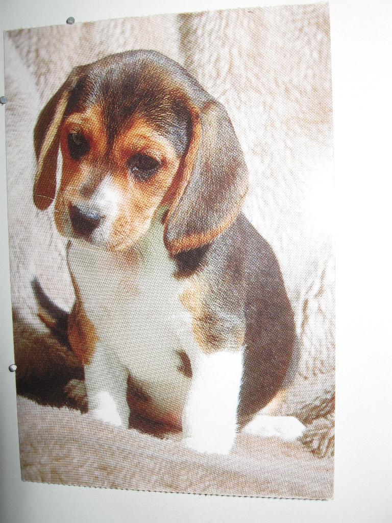 9491 hondje, Verzenden, Zo goed als nieuw