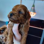 Mini australian labradoodle pups, Dieren en Toebehoren, Honden | Niet-rashonden, Rabiës (hondsdolheid), 8 tot 15 weken, Meerdere