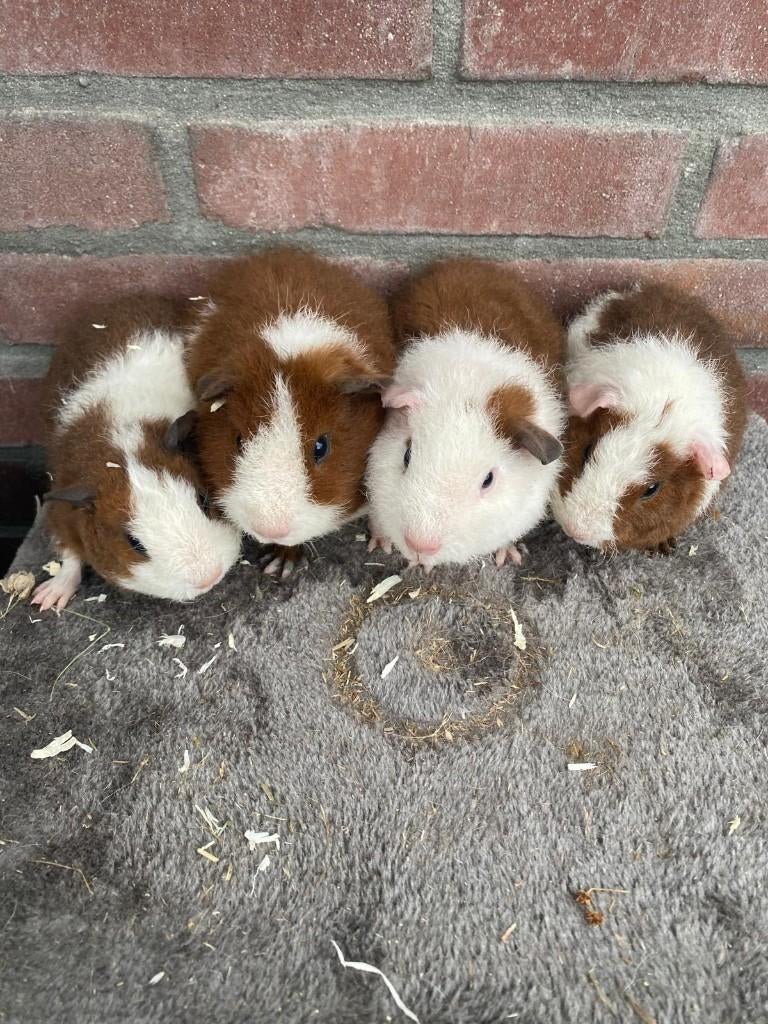 Cavia rex roodbont, Dieren en Toebehoren, Knaagdieren, Cavia, Januari, Meerdere dieren, Tam