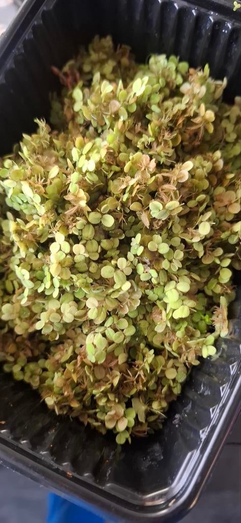 Water drijf plantjes aquarium, Ophalen, Nieuw, Plant(en), Steen of Hout