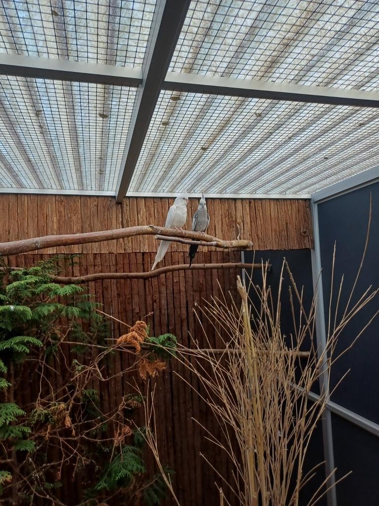 Te koop koppels valkparkieten, Meerdere dieren, Parkiet