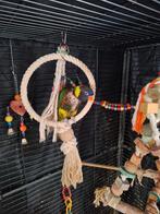 Lori met grote hoekkooi, Dieren en Toebehoren, Mannelijk