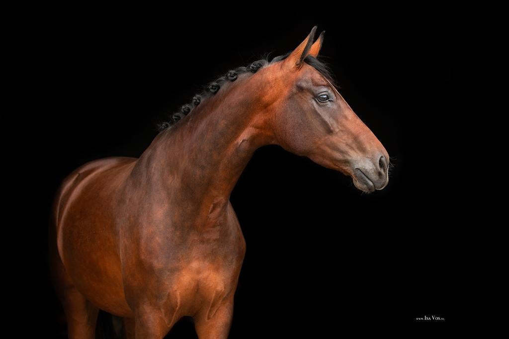 Super lieve 5 jarige merrie, Merrie, Met stamboom, 3 tot 6 jaar, L