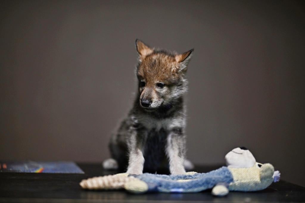 Amerikaanse Wolfhond Puppy’s, Dieren en Toebehoren, Honden | Herdershonden en Veedrijvers, Overige rassen, 8 tot 15 weken, Teef