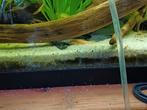 L144 Albino ancistrussen jonkies ca 3cm, Vis, Zoetwatervis