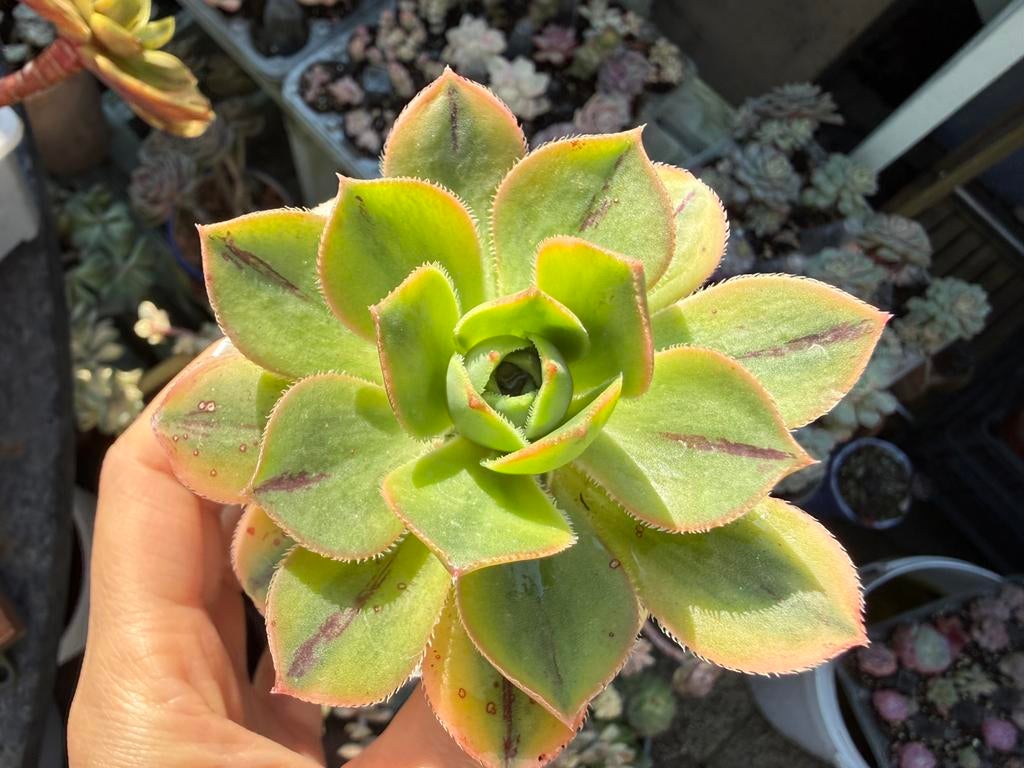 Aeonium Starburst/pot 7cm/vetplant/succulent, Huis en Inrichting, Kamerplanten, Ophalen of Verzenden, Halfschaduw, Minder dan 100 cm