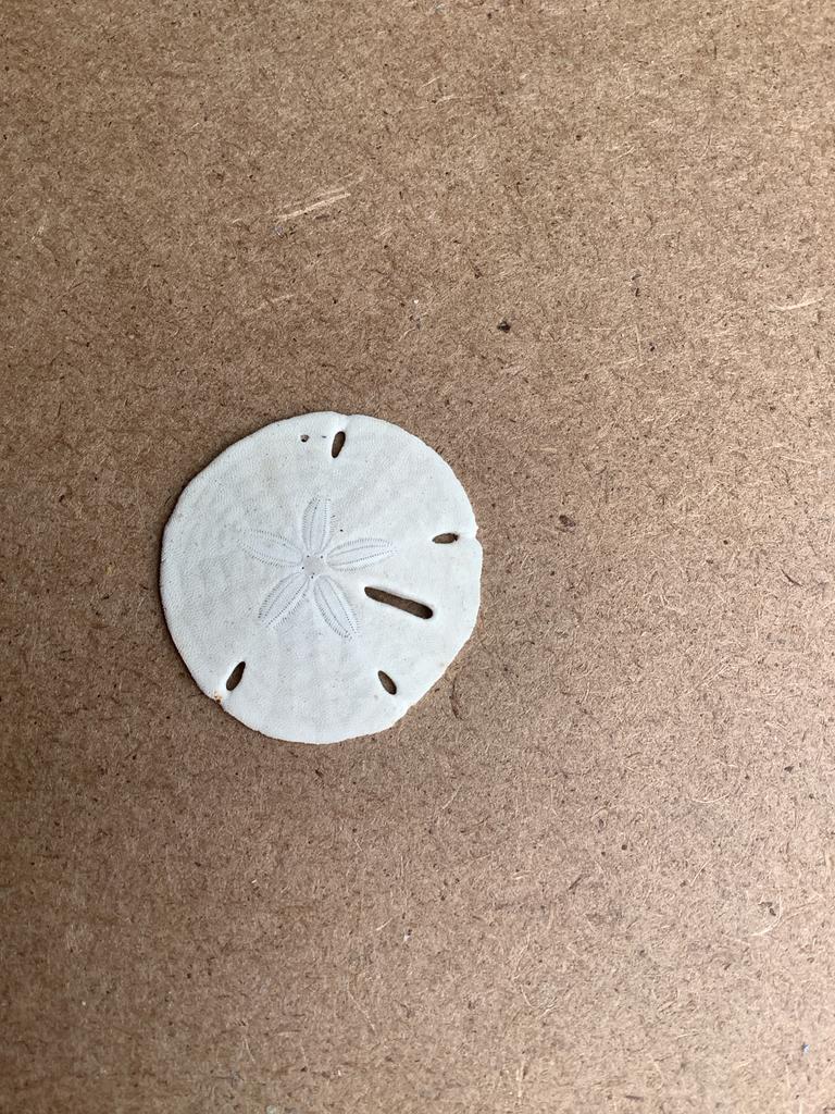 Zanddollars uit Mexico, Ophalen, Gebruikt