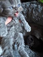 Perzische katten, Dieren en Toebehoren, Kater