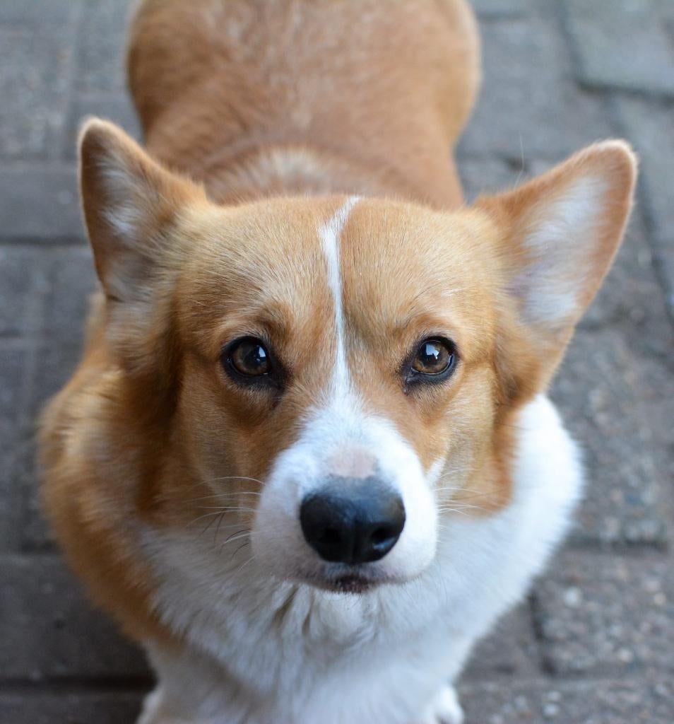 Welsh corgi pembroke, 6 jaar of ouder, Parvo, Nederland, Overige rassen