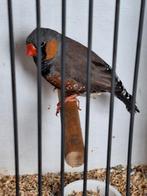 Blackface zebravinken 2025, Dieren en Toebehoren, Vogels | Overige Vogels, Mannelijk