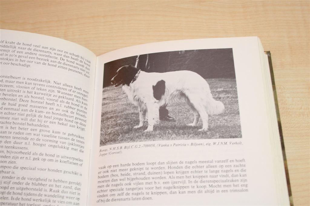Onze Drent — Jubileumboek Drentsche Patrijshond [1948-1978], Ophalen of Verzenden, Zo goed als nieuw, Katten