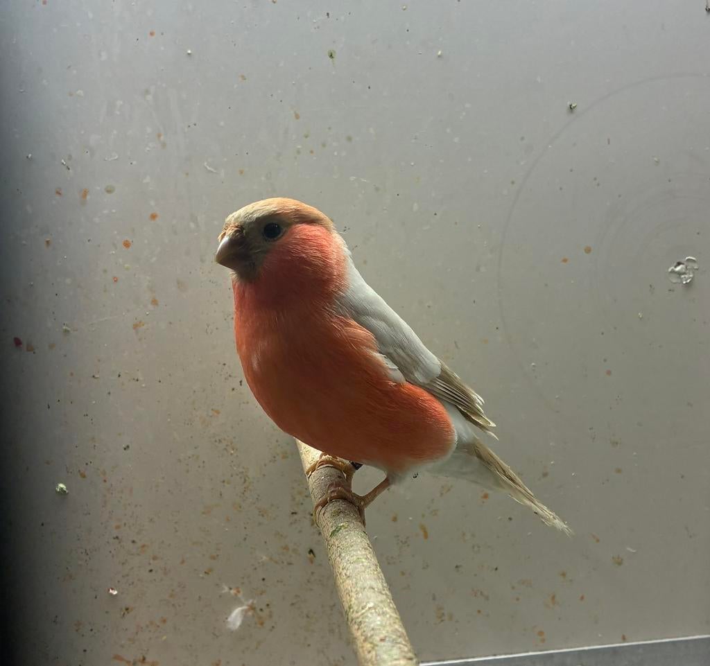 Koppel Bruinpastel Goudvinken, Dieren en Toebehoren, Vogels | Kanaries, Meerdere dieren
