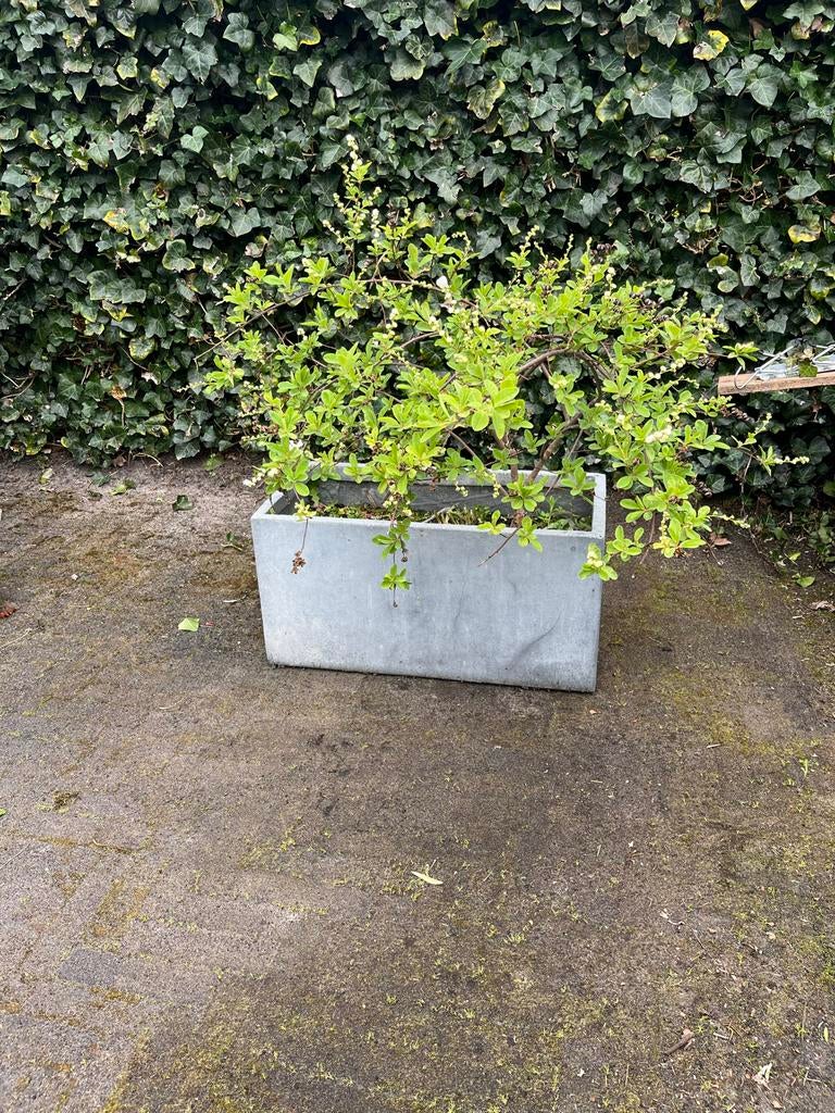 Grote rechthoekige plantenbak van metaal, Tuin en Terras, Ophalen, Gebruikt, Metaal, 60 tot 100 cm