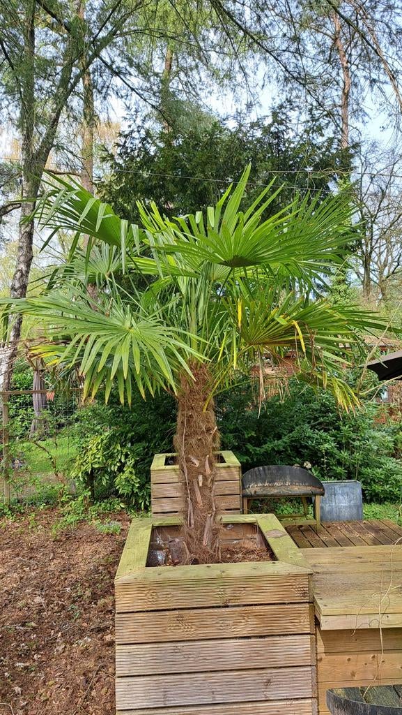 Mooie winterharde palm, Tuin en Terras, Planten | Bomen, Volle zon, Bloeit niet, Ophalen of Verzenden, 100 tot 250 cm