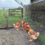 4 jonge leghennen te koop 16 weken oud, Dieren en Toebehoren, Vrouwelijk, Kip