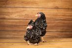 Wyandotte krielkippen | Rustige kippen | Mooie dieren, Dieren en Toebehoren, Pluimvee, Meerdere dieren, Kip