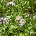 Stekjes Herfstaster Lila - Vaste plant voor uw tuin, Volle zon, Vaste plant, Herfst, Ophalen