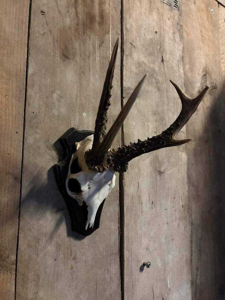 Reebok schedel (5) abnorm, Verzamelen, Dierenverzamelingen, Nieuw, Schedel, Hert, Ophalen of Verzenden