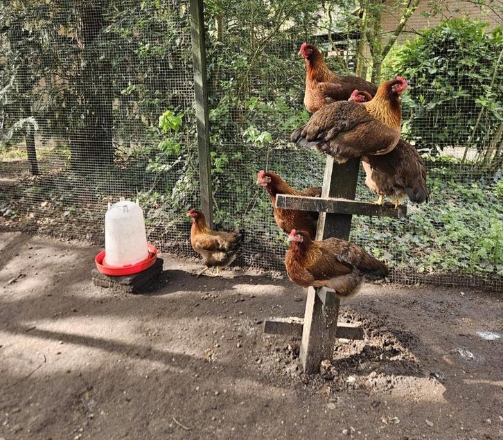 Broedeieren Welsumer groot ras, Dieren en Toebehoren, Pluimvee, Kip, Geslacht onbekend