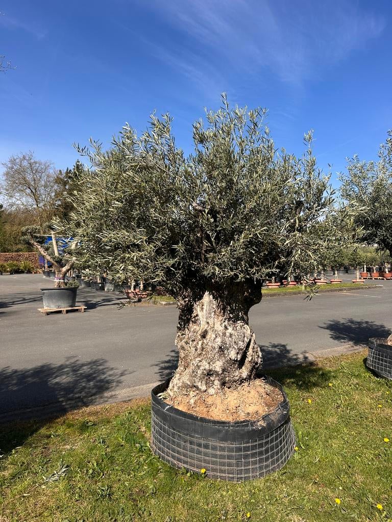 Olijfbomen Super dik plaatje, Tuin en Terras, Planten | Bomen, Ophalen, Volle zon, Olijfboom, 100 tot 250 cm
