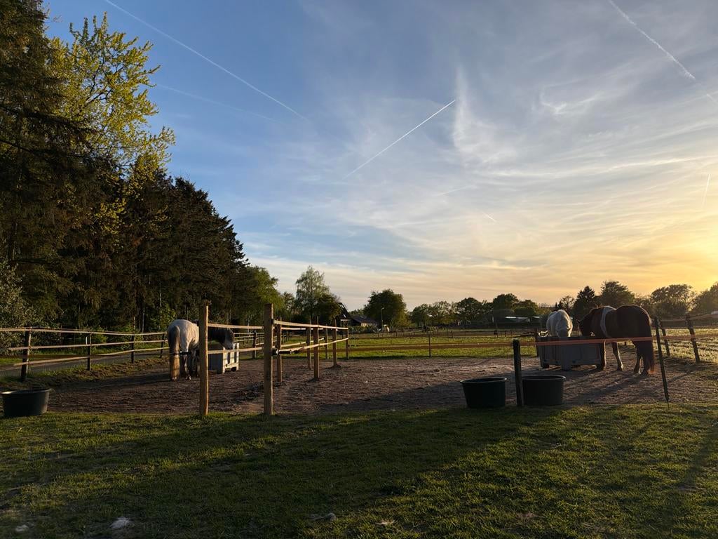 Weidegang ijslander aangeboden