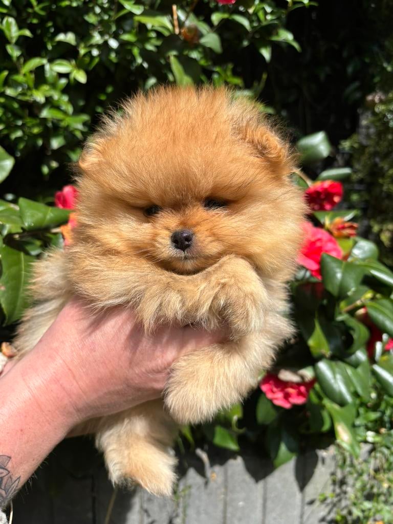 Pomeriaan reu orange sable 25-4 nest verlaten, Dieren en Toebehoren, HCC (leverziekte), 8 tot 15 weken, Meerdere, Nederland