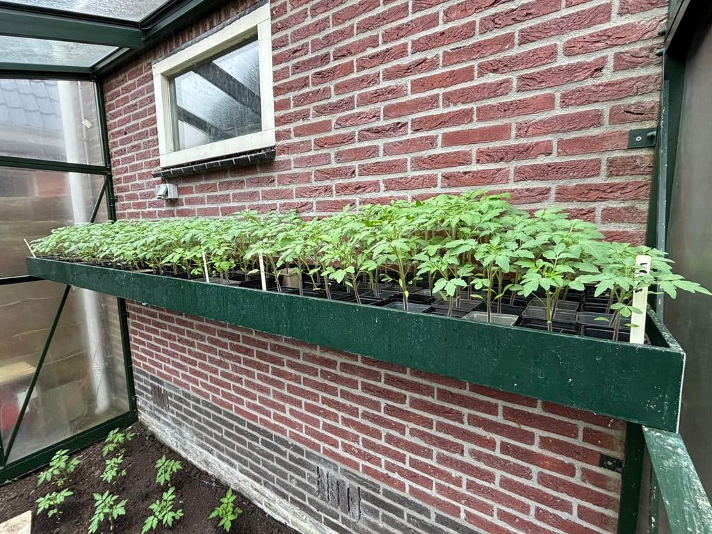 Diverse soorten tomaten planten, Ophalen, Eenjarig, Groenteplanten, Volle zon
