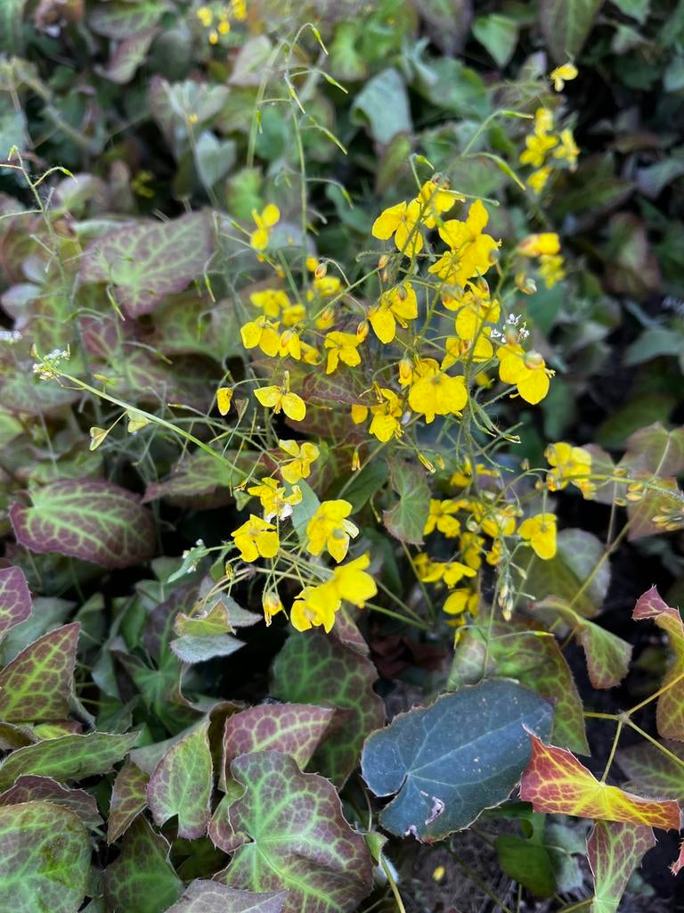 Tuinplant border elfenbloem bodembedekker onderhoudsvrij, Tuin en Terras, Planten | Tuinplanten, Ophalen of Verzenden, Halfschaduw