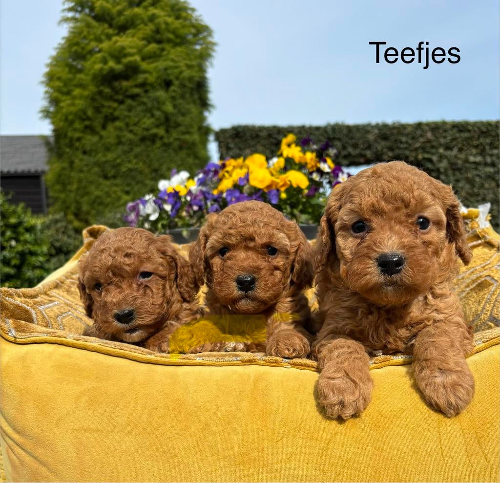 Labradoodle mini pups, Dieren en Toebehoren, Honden | Retrievers, Spaniëls en Waterhonden, Nederland, Overige rassen, 8 tot 15 weken