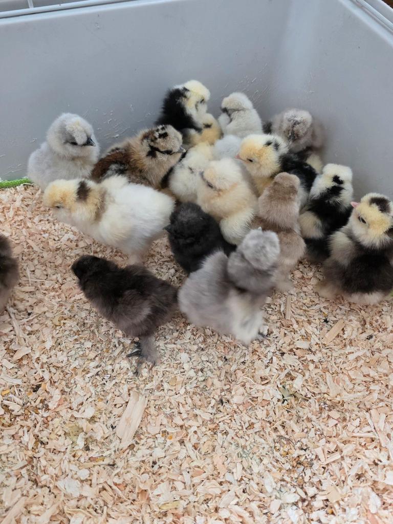 Usa zijdehoen kuikens cloaca gesekst, Dieren en Toebehoren, Pluimvee, Vrouwelijk, Kip