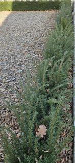 taxus, Ophalen, Taxus, Haag, Minder dan 100 cm