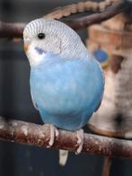 Mooie jonge grasparkieten., Dieren en Toebehoren, Vogels | Parkieten en Papegaaien, Meerdere dieren, Parkiet