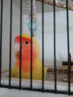 Agapornis, Vrouwelijk, Dwergpapegaai of Agapornis, Tam