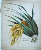 James Forbes litho "The Flower and Young Fruit of the Keura", Ophalen, Minder dan 50 cm, Gebruikt, Oorspronkelijke maker