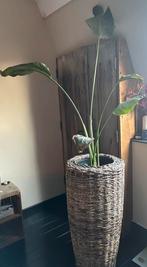 strelitzia plant met rieten hoge bloempot, Ophalen, Halfschaduw, Minder dan 100 cm