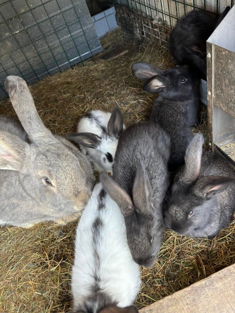 nestje konijnen vlaamse reus x lotharinger, Dieren en Toebehoren, Konijnen, Meerdere dieren, Groot, 0 tot 2 jaar