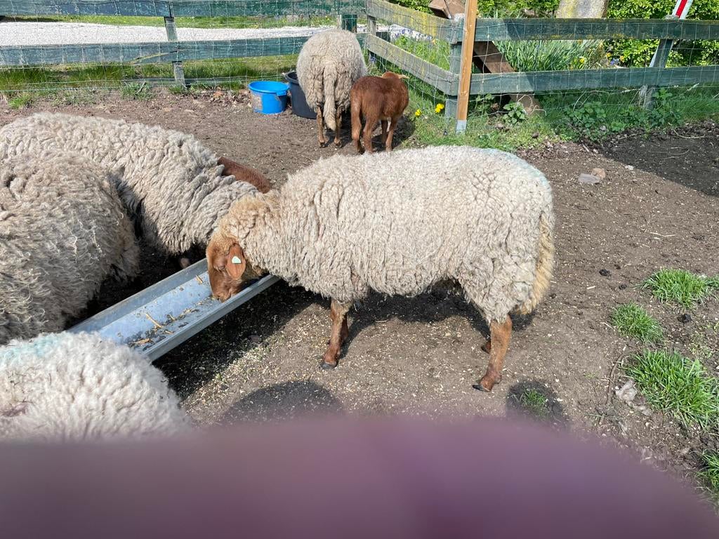 Coburger Fuchs ooi met ooi lam, Dieren en Toebehoren, Vrouwelijk, Schaap, 0 tot 2 jaar