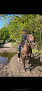 Verzorger aangeboden, Dieren en Toebehoren, Paarden en Pony's | Overige Paardenspullen, Ophalen of Verzenden