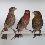 GEZOCHT 2 koppels Mexicaanse roodmussen, roodmus, Meerdere dieren, Wildzangvogel