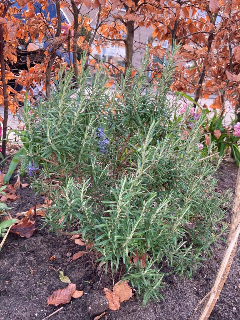 Rozemarijn plant Tuinkruiden Kruidenplant Keukenkruiden, Ophalen, Volle zon, Vaste plant, Kruiden