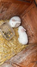 Baby konijntjes gaan sammen weg, Geslacht onbekend, Klein, 0 tot 2 jaar