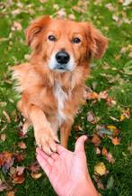 Lieve reu Steve met gedragsproblemen zoekt een nieuw huisje, Dieren en Toebehoren, 6 jaar of ouder, Eén hond, Nederland, Particulier
