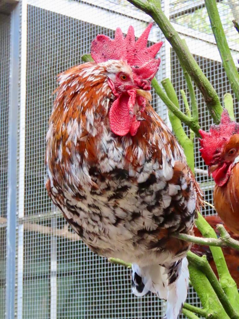 Harvey, mooie leghorn haan, Dieren en Toebehoren, Pluimvee, Mannelijk, Kip