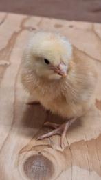 Traag groeiende vleeskuikens., Dieren en Toebehoren, Pluimvee, Kip